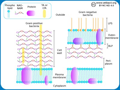 Cell wall and cell membrane
