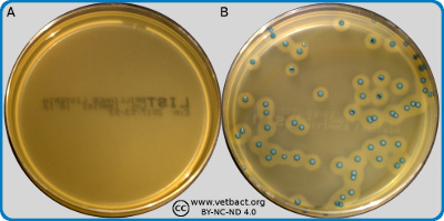Plates without and with colonies.