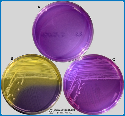 Purple agar