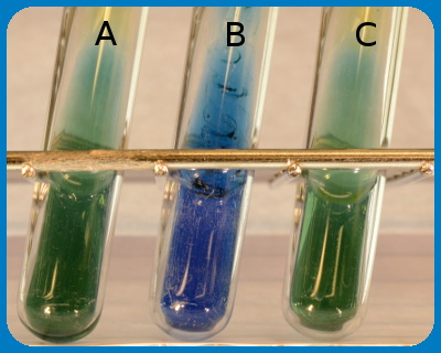 Citrate test