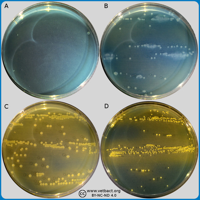 Cysteine Lactose Electrolyte Deficient (CLED) agar