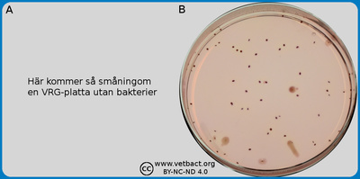 Violet red bile agar (VRB agar) [under revision]