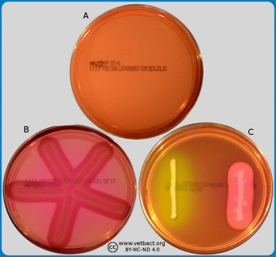 Mannitol egg Yolk Polymyxin-agar (MYP-agar)