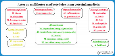 Mollikuternas (mykoplasmernas) taxonomi