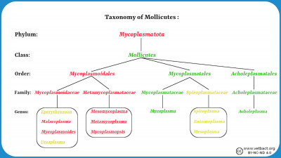 Taxonomy of mollicutes (mycoplasmas)