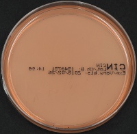 CIN agar plate