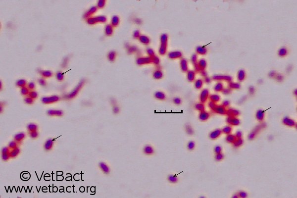 <i>Actinobacillus lignieresii</i>