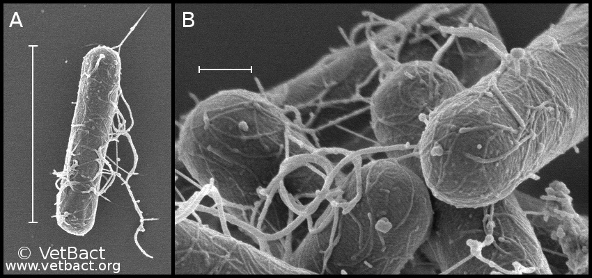 <i>Clostridium botulinum</i> type C/D