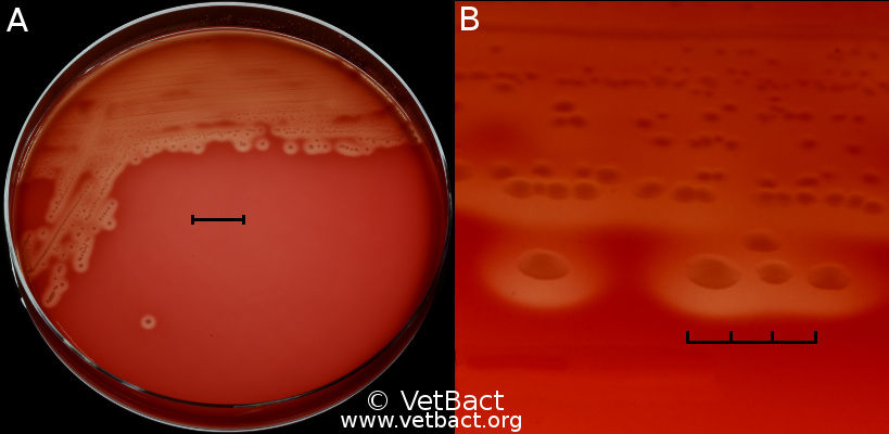 <i>Streptococcus equi</i> subsp. <i>equi</i>