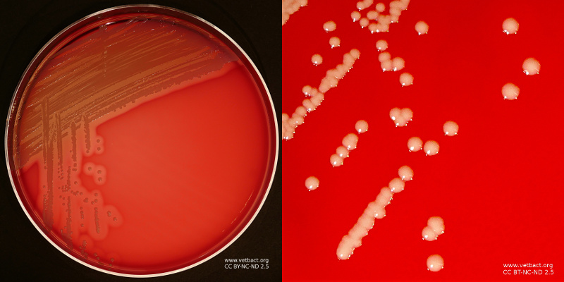 Staphylococcus schleiferi subsp. coagulans