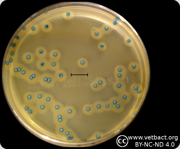 <i>Listeria monocytogenes</i>