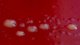 <p><b>Fig. 97:1</b>. Kolonier av <i>Brachyspira hyodysenteriae</i> (stam B78<sup>T</sup>) odlad på FAA-agar vid 42°C efter 72 tim. <i>Brachyspira hyodysenteriae </i>är en bakterie som växer med olika kolonistorlek, vilket syns framförallt på bild B.</p>