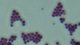 <strong>Fig. 22:2.</strong> Gram-färgning av <i>Staphylococcus intermedius</i>. <p>