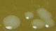 <p><strong>Fig. 167:2.</strong> Närbilder på kolonier av <i>Francisella noatunensis</i> (stam �?391) odlad på cystein-agar under 3 veckor vid 20°C. Den totala längden på skalstrecket motsvarar 5 mm.</p>

<p> </p>