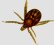 <p><strong>Fig. 45:3.</strong> Tick (<i>Ixodes</i> sp.).</p>