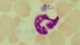 <p><strong>Fig. 45:2.</strong> Giemsa-färgning för <i>Anaplasma phagocytophilum</i> i blodutstryk. Erythrocyter omger en granulocyt med cellkärna. I granulocyten kan man också se en morulae med packade anaplasmor samt några fria anaplasmor.</p>

<p> </p>