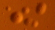 <p><strong>Fig. 36:1.</strong> Mikroskopibild på kolonier av<em> Mycoplasmoides gallisepticum</em> stam ALD002107/08, odlad på M-agar under 6 dygn vid 37°C med 5% CO<sub>2</sub>. Kolonierna är 0,1-0,5 mm i diameter. Notera det typiska "stekta ägg-utseendet", som de flesta mykoplasmer har, men<em> M. gallisepticum</em> har en mycket liten "gula".</p>

<p> </p>