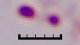 <p><strong>Fig. 106:4. </strong>Gram-färgning av <i>Actinobacillus lignieresii</i>, stam B10375/10. Pilarna pekar på några av de granula, som kan ses på bilden. Totallängden av skalstrecket motsvarar 5 µm. Datum: 2010-04-23.</p><p> </p>