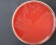 <p><b>Fig. 199:1.</b> Colonies of <i>Mannheimia granulomatis</i>, strain BKT 20776/10, cultivated aerobically during 24 h on hematin agar at 37°C in the presence of 5% CO<sub>2</sub>. The length of the scale bar corresponds to 1 cm. Date: 2010-06-02.</p>

<p> </p>