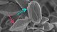 <p><strong>Fig. 187:1.</strong> Sporer (blå pilar) och bipyramidala proteinkristaller av cryproteinet (röda pilar) från <em>Bacillus thuringiensis</em>, serovar Kurstaki. Detta serovar kan döda enbart insektslarver, som lever på blad eller barr. Längden av skalstrecket motsvarar 1 µm. Datum: 2010-06-10.</p>

<p> </p>