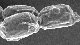 <p><strong>Fig. 21:3.</strong> Sporer av <em>Bacillus cereus</em>, stam ATCC 14579T. Denna stam bildar ett exosporium (se Fig. 21:4), som inte är så tydligt synliga som på sporerna av vissa andra stammar (jfr. Fig. 21:4). Längden av skalstrecket motsvarar 2 µm. Datum: 2010-06-16.</p>

<p> </p>