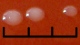 <b>Fig. 138:2.</b> Närbild på kolonier av <i>Bartonella henselae</i>, stam Bart 198/03, odlad aerobt på hematinagar med jästextrakt under 9 dygn vid 37°C. i närvaro av 5% CO<sub>2</sub>. Längden av hela skalstrecket motsvarar 3 mm. Datum: 2010-09-08.
<p>