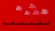 <b>Fig. 60:4.</b> Closeup of colonies of <i>Mannheimia haemolytica</i>, strain PAT 4483/10, after cultivation on horse blood agar during 24 h at 37°C in the presence of 5% CO<sub>2</sub>. Light from above. The total length of the scale bar is equivalent to 5 mm. Date: 2010-10-05. <p>