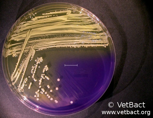 <i>Staphylococcus aureus</i> subsp. <i>aureus</i>