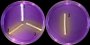 <b>Fig. 20:6.</b> Streak of <i>Staphylococcus</i> spp. cultivated aerobically on purple agar (with maltose) at 37°C during 24 h. 1: <i>S. intermedius</i>, 2: <i>S. aureus</i> subsp. <i>aureus</i>, 3: <i>S. epidermidis</i>. Note that <i>S. aureus</i> subsp. <i>aureus</i> ferments maltose on purple agar plates in contrast to <i>S. intermedius</i>. Date: 2011-03-06. <p>