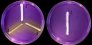 <p><b>Fig. 22:3.</b> Streak of <i>Staphylococcus</i> spp. cultivated aerobically on purple agar (with maltose) at 37°C during 24 h. 1: <i>S. intermedius</i>, 2: <i>S. aureus</i> subsp. <i>aureus</i>, 3: <i>S. epidermidis</i>. Note that <i>S. intermedius</i> does not ferment maltose on purple agar plates in contrast to other <i>Staphylococcus</i>. Date: 2011-03-06.</p>