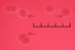 <b>Fig. 16:5.</b> Närbild på kolonier av <i>Streptococcus agalactiae</i>, stam 09mas018883, odlad på nötblodagar vid 37°C under 24 tim. Fotograferad med ljus underifrån. Notera den tunna hemolyszonen runt kolonierna. Längden av hela skalstrecket motsvarar 5 mm. Datum: 2011-04-04. <p>