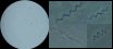 <p><b>Fig. 99:2.</b> Faskontrastmikroskopering av <i>Borrelia burgdorferi</i>, stam ACA-1. Bild B-E visar delförstoringar av bakterierna. Notera bakteriernas vågformade morfologi. En av bakterierna i bild D är vriden 90° i förhållande till de andra två bakterierna, så att den ser nästan rak ut. Bild C och E visar samma bakterie med varierad våglängd. Datum: 2011-04-25.</p>

<p> </p>