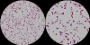 <p><strong>Fig. 70:4.</strong> Gram-färgning av <i>Salmonella enterica</i> subsp. <i>enterica</i>, serovar Typhimurium. A och B skiljer sig åt i förstoringsgrad och längden av skalstrecken i båda bilderna motsvarar 5 µm. Datum: 2012-04-03</p>

<p> </p>