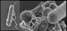 <p><strong>Fig. 24:3.</strong> Svepelektronmikroskopibild av <i>Clostridium botulinum</i> typ C/D, stam BKT015925. Observera flagellerna, som syns tydligt i båda bilderna. Längderna på skalstrecken i A och B motsvarar 4 µm respektive 0.4 µm. Datum: 2013-02-13.</p>

<p> </p>