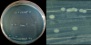 <strong>Fig. 73:4.</strong> Odling av <i>Proteus vulgaris</i>, stam SLV 476, på CLED agar under 24 h, vid 37 °C. Observera att <i>P. vulgaris</i> inte svärmar på CLED-agar. Den totala längden på skalstrecken motsvarar 10 mm i den vänsta bilden och 5 mm i den högra bilden. Datum: 2013-12-26.
<p>