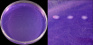 <p><strong>Fig. 14:4.</strong> A. Colonies of <i>Streptococcus equi</i> subsp. <i>equi</i> cultivated on purple agar at 37 °C during 24 h. The plate shows that this bacterium is not a lactose fermenter and that this bacterium grows poorly on purple agar. B. Close-up of some colonies from the agar plate to the left. The total length of the scale bars is equivalent to 1 cm and 2 mm, respectively. Date: 2014-11-19.</p>

<p> </p>