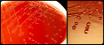 <p><strong>Fig. 217:1.</strong> Colonies of <i>Aliivibrio salmonicida</i>, strain LFI1238, cultured on blood agar with 0.9% NaCl during 6 days at 12°C. Panel A shows the agar plate and panel B is a enlargement of the colonies. Date: 2014-12-01.</p>

<p> </p>