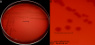<strong>Fig. 109:2.</strong> Kolonier av <i>Campylobacter coli</i>, stam SLV427, odlade mikroaerofilt på nötblodagar vid 37 °C under 48 timmar. Fotograferad <strong>med ljus underifrån för att kunna upptäcka eventuell hemolys</strong>. A, översikt av hela plattan; B, närbild. Bilderna visar att <i>C. coli</i> inte är hemolyserande på nötblodagar. Längden på skalstrecken motsvarar 10 resp. 5 mm. Datum: 2016-05-19.</p>