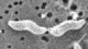 <p><strong>Fig. 89:2.</strong> Scanning electron micrograph of <i>Campylobacter jejuni</i> subsp. <i>jejuni</i>. Note the shape and the flagella.</p>

<p> </p>
