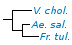 <p><strong>Fig. 217:2.</strong> Phylogenetic tree, which is based on 16S rRNA gene sequences and shows the natural relations between some families within the phylum<em> </em> <em>Proteobacteria</em>. The species on this page is shown in bold and species which are included in Vetbact are shown in blue font.</p>

<p>The tree was genererated by using the  computer program "Tree Builder" at <a href="http://rdp.cme.msu.edu/" target="_blank">RDP&#39;s web site</a>.  The family <em>Enterobacteriaceae </em>is not represented in this tree and <em>Plesiomonas shigelloides</em>, which belongs to the family <em>Enterobacteriaceae, </em>was therefore used as outgroup. (T) means typ strain.  Date: 2018-06-14.</p>
