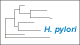 <strong>Fig. 93:2.</strong> Trädet visar 16S rRNA-baserade fylogenetiska relationer inom följande bakterie-släkten: <i>Campylobacter, Helicobacter, Arcobacter, Burkholderia, Wolinella</i> och <i>Sulfurospirillum</i>. <p>
