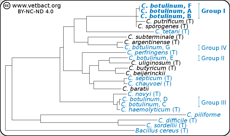 Clostridium Botulinum Group I
