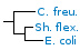 Fig. 157:1. Phylogenetic tree, which is based on 16S rRNA gene sequences ond show the natural relations between members of the family Enterobacteriaceae, which belongs to the phylum Proteobacteria. Note that the genera Salmonella, Escherichia and Shigella are closely related.
The tree was genererated by using the computer program "Tree Builder" at RDP's web site. Clostridium botulinum, typ C, which belongs to phylum Tenericutes, was used as outgroup. (T) means typ strain. The length of the scale bar is equivalent to one nucleotide difference per 100 nucleotide positions. Date: 2018-03-15. Salmonella enterica