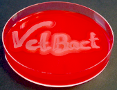 VetBact