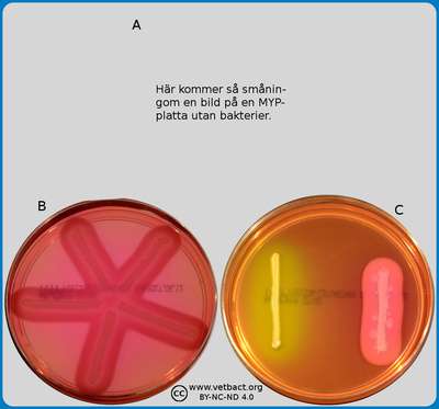 Mannitol egg Yolk Polymyxin agar (MYP agar)
