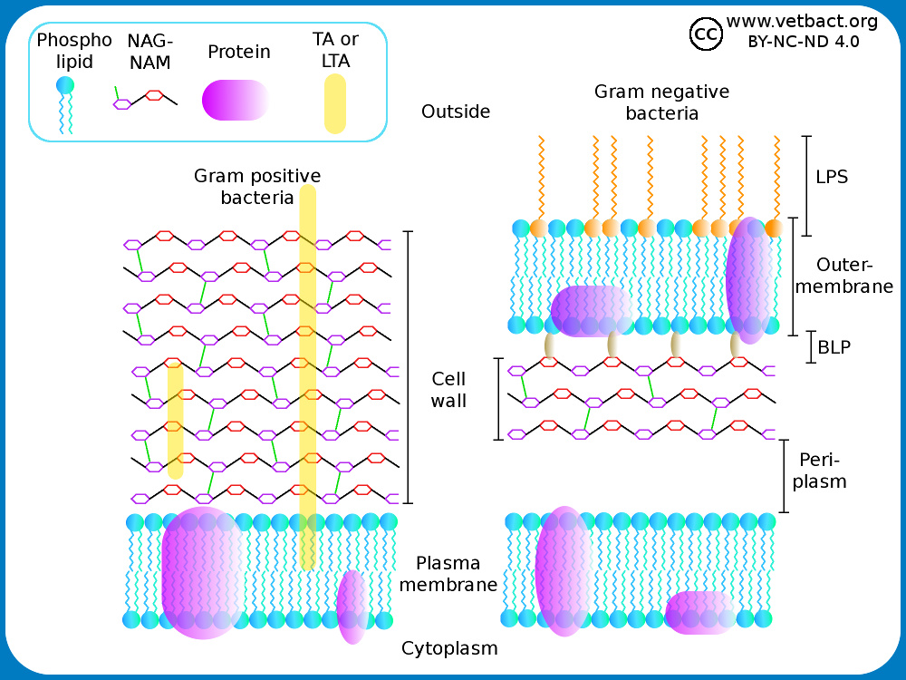 peptidoglycan structure in gram positive bacteria