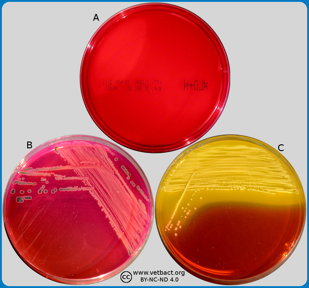 macconkey agar salmonella