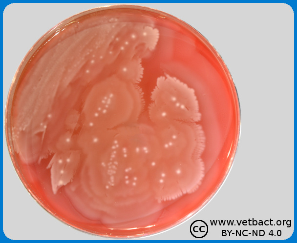 proteus mirabilis swarming motility