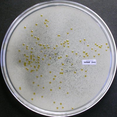 <i>Flavobacterium psychrophilum</i>