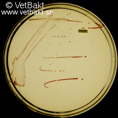 <i>Enterococcus faecium</i>